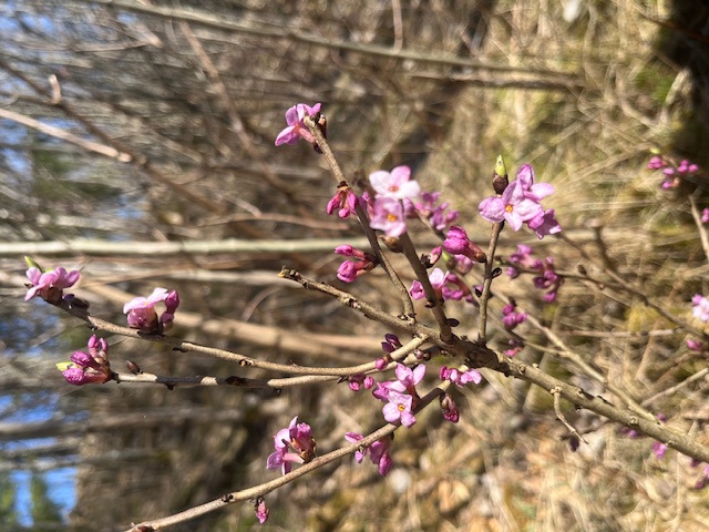 Vandregruppa på fine turer i nærmiljøet